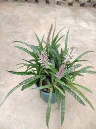 Image result for Sansevieria dooneri