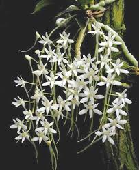 Image result for Mystacidium