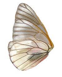 Gold Wings Wings Png Butterfly Wings Art