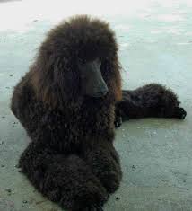 Black And White Standard Poodle Puppy Sisco S Standard Poodle Photos Red Apricot White Black Brown Cream Part Phantom Brown Black Standard Poodle Poodle Standard Poodle