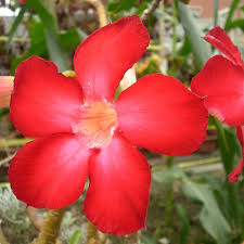 This beautiful evergreen conifer is known for its tall trunk and striking red bark. 1pcs Red Desert Rose Bonsai Adenium Obesum Tree Seeds Pure Bonsai