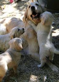 Check spelling or type a new query. Golden Retrievers For Sale Near Me Golden Retriever Puppies For Sale In Idaho Golden Retriever Puppies For Sale In Idaho Falls Golden Retriever Puppies For Sale In Boise Idaho Golden Retriever