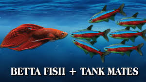 If we don't, ask away in the comments. How To Introduce Your Betta Fish To Other Fish Tank Mates Youtube