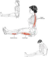 Sirsasana, which means roughly headstand in sanskrit, is a complete inversion, in which the body. Sitting Poses Yoga Anatomy 2nd Edition