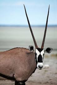 40 Beautiful Pictures Of Animals With Horns Animals African Animals Animals With Horns