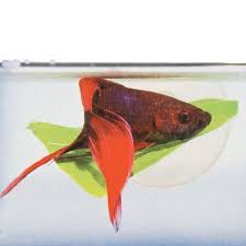 Betta Hammock That Fish Place Betta Fish Betta Fish Pet