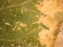 Image result for thrips damage on cucumber