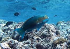 How Are Coral Reef Fish Doing In Guam Noaa Fisheries