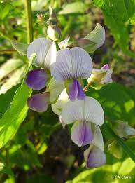 Image result for Crotalaria barkae