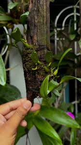 Image result for Bulbophyllum oreonastes