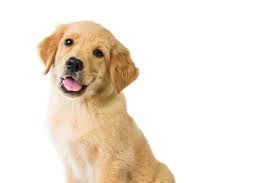 Mini Golden Retriever Breeders The Top 5 Breeders In The U S