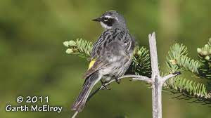 We did not find results for: Yellow Rumped Warbler Youtube