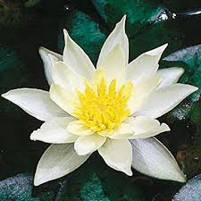 1753 è un genere di piante angiosperme appartenenti alla famiglia delle ninfeacee dai fiori acquatici molto grandi e decorativi. Quei Fiori A Fior D Acqua Donna Moderna