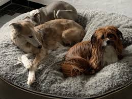 Da Ist Der Wurm Drin Lumpi4 De Hundemagazin