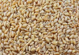 This ancient grain is a nutritious source of fiber, iron, and protein. What The Heck Is Kamut Farmers Almanac