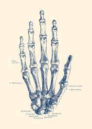 ✓ free for commercial use ✓ high quality images. Hand Skeletal Diagram Vintage Anatomy Poster Drawing By War Is Hell Store