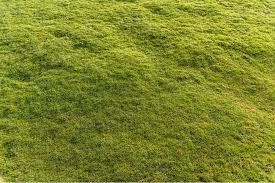 Excessive walking/playing of children/pets or other people in lawn especially when soil is wet, using heavy power. Lawn Care Tips And Tricks To Level A Bumpy Lawn Killingsworth