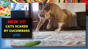 They look similar to cucumbers. Viral New Cats Scared By Zucchini And Cucumbers Too Funny Youtube