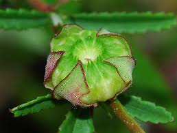 Image result for Sida serratifolia