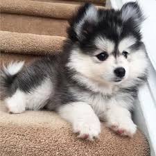 Husky Bebe Esta Raza Es Muy Juguetona Amistosa Y Carinosa Baby Animals Funny Fluffy Animals Baby Animals Pictures