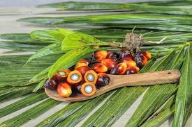 Image result for Elaeis