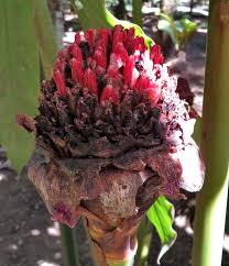 Image result for Etlingera