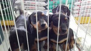 Resultado de imagem para pet shop venda  basset