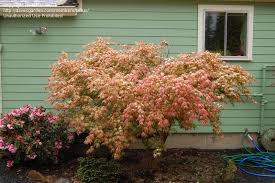 Have Peaches And Cream Japanese Maple Mines Still A Little Guy But It Looks Like It Might Put On A Show This Japanese Maple Gorgeous Gardens Shade Garden