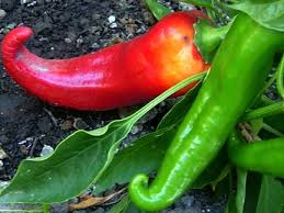 Trending newest best videos length. Popular Chili Peppers Harvest To Table Stuffed Peppers Stuffed Hot Peppers Red Chili Sauce
