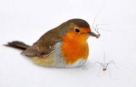 A Robin Eats A Spider In Essen Germany Pixdaus Winter Animals Animals Animal Pictures
