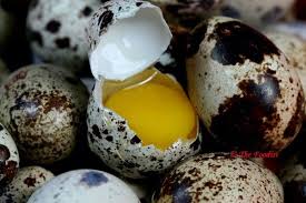 Bird Eggs For Sale Quail Eggs Selling Eggs Quail Eggs Eggs