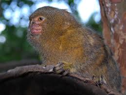 Check spelling or type a new query. Small But Sneaky These Are The World S 10 Smallest Mammals