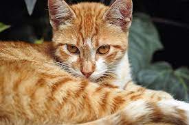Talkative, active, and bonded to their humans, these the rare flame point siamese cats, by owner accounts, tend to have the best personality traits of the siamese and the red or orange tabby variety of the american shorthair. 9 Fun Facts About Orange Tabby Cats The Purrington Post