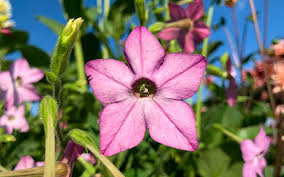 Image result for Nicotiana