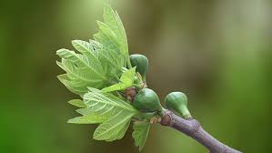 The fruit turns from green to purple and doesn't get any bigger than what is seen in the pictures. Hd Wallpaper Fig Tree In Garden Small Green Round Fruit Wallpaper Flare