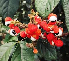 Image result for Paullinia bipinnata