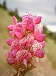 50 PINK SAINFOIN Common Onobrychis Viciifolia Holy Clover - Etsy Australia