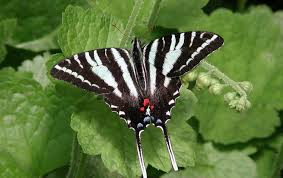 Black And White Striped Butterfly With Long Tail Zebra Swallowtail Butterfly Borboletas Lagarta Cores