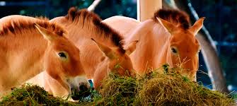 Why should horses eat constantly? The Right Horse Feeding Ampascachi