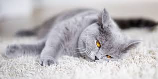 British Shorthair Tarihi 2020 Cok Sirin Hayvanlar Kedi Kedi Esprileri