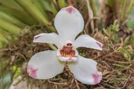 Image result for Holothrix tridactylites