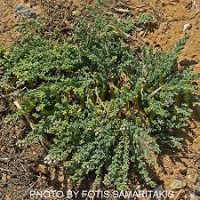 Image result for Cressa cretica