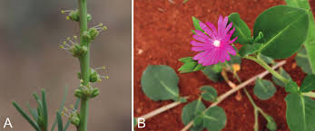 Image result for Hypertelis bowkeriana