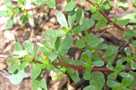 Common purslane, on the other hand, looks a little like a tiny jade plant, and you can eat the leaves when i'm making a big salad, i'll go outside with a pair of scissors and trim the entire plant, leaving. Purslane And Cucumber Salad