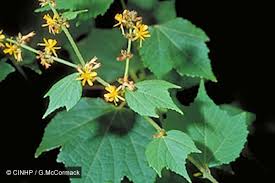 Image result for Triumfetta tomentosa