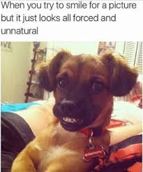 The Art Of Taking Photos Funny Animal Jokes Funny Dog Memes Funny Instagram Memes