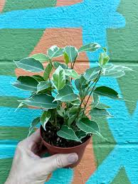 Image result for Ficus tremula