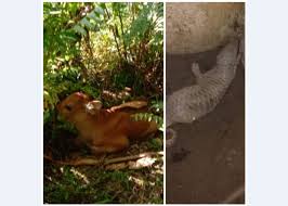Pusat konservasi hidupan liar ( namakan hidupan yang dilindungi di kawasan peta yang bertanda berikut ). Wildlife Conservation Centre In Perak Welcomes Baby Gaur And Pangolin Life Malay Mail