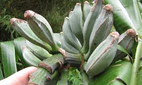 India is known for different banana varieties and banana production, which is due to the apt combination of tropical weather and humidity. Blue Java Banana The Ice Cream Banana Plant Epic Gardening