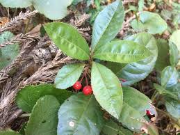 ヤブコウジ 植物図鑑 エバーグリーン